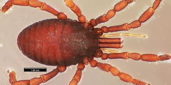 Media type: image;   Invertebrate Zoology 133769